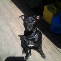 Sneaky Black Dog(@SneakyBlackDog) 's Twitter Profile Photo