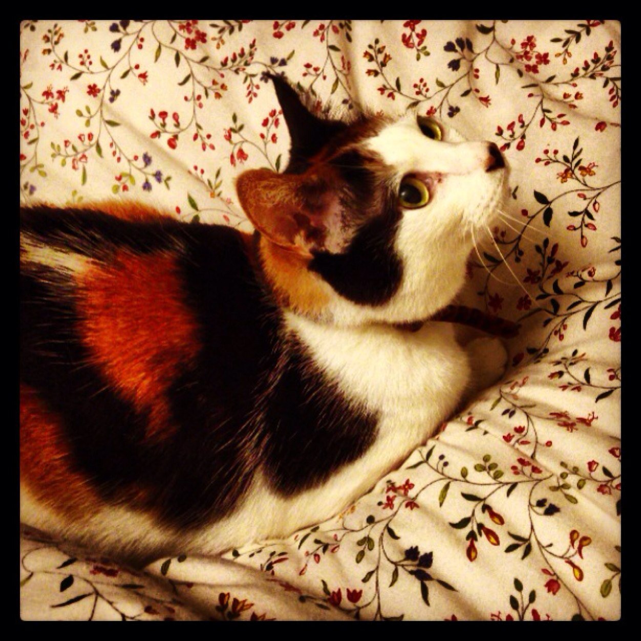 brookebano's profile picture. 