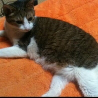 xwaka_jatos's profile picture. 数年某パーティーオガナイズチームのスタッフで、