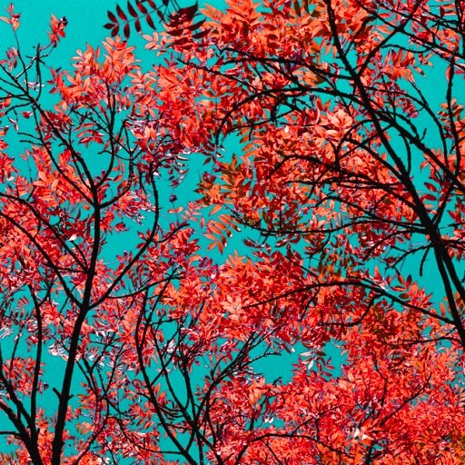 Loves Rebecca Harman Photographic Artist  #Art #Photography #Homedecor #Fashion #Fun #ArtPrints #streetphotography #flowers Re-tweets the powerful and gorgeous.