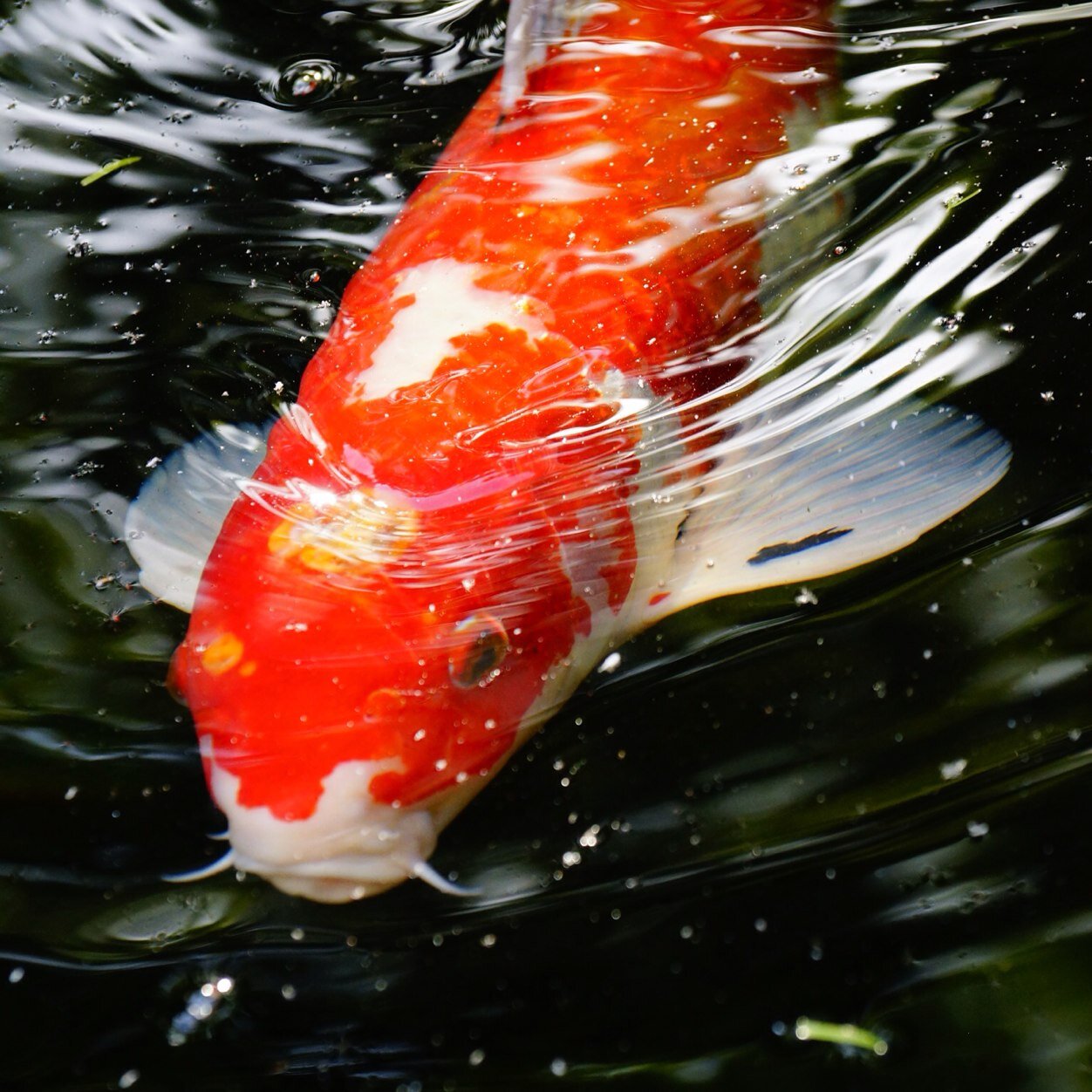 ReinhardtGuido's profile picture. 