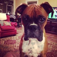 gary windham (@doubledawgdare) 's Twitter Profile