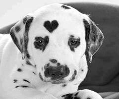 volg mij voor de liefste love texts ~~ leuke weetjes ~~140letters lang alleen maar love(L)