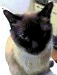 nonmewchatan's profile picture. A father of a small boy and a small girl. An uncle of three beautiful girls. A trackpoint Lover. A linux user. A modern Fortran lover.