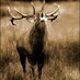 Wild Deer Ireland (@wilddeerireland) Twitter profile photo