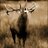 wilddeerireland's profile image