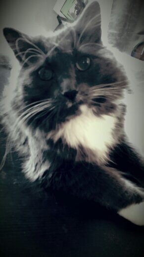 NinersNina's profile picture. 