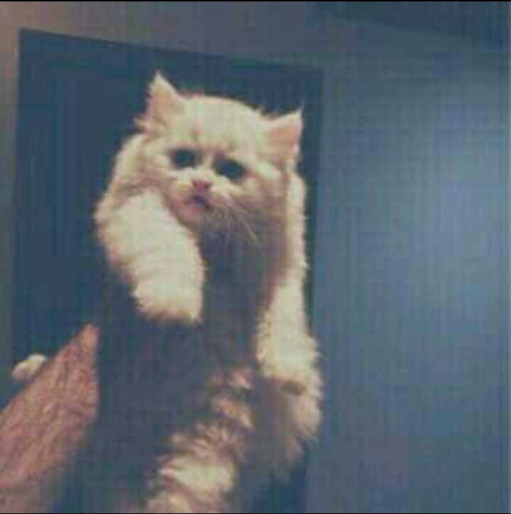‏‏بايو ولا هايو؟!