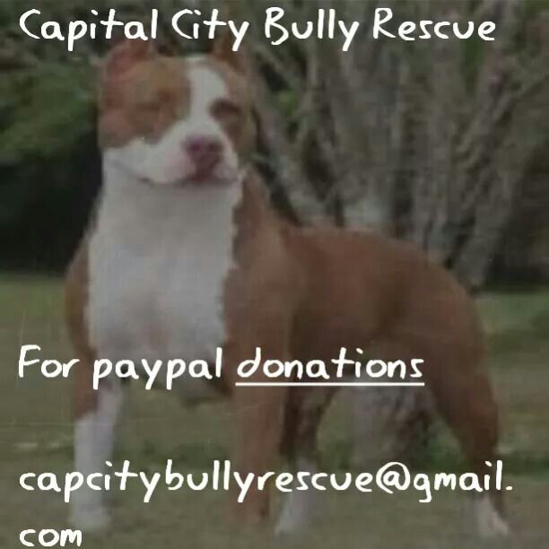 Instagram @capcity_bully_rescue