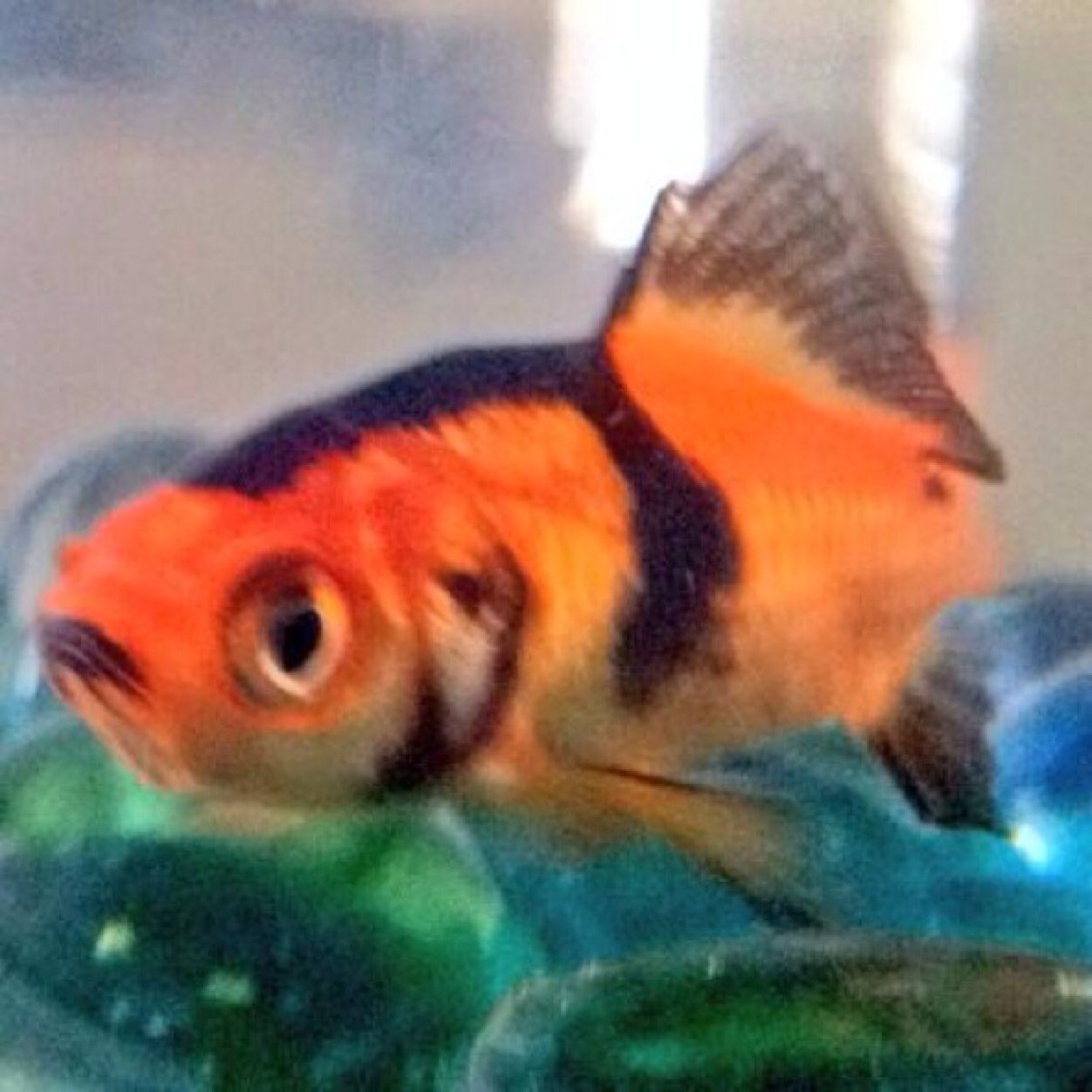 Just keep swimming