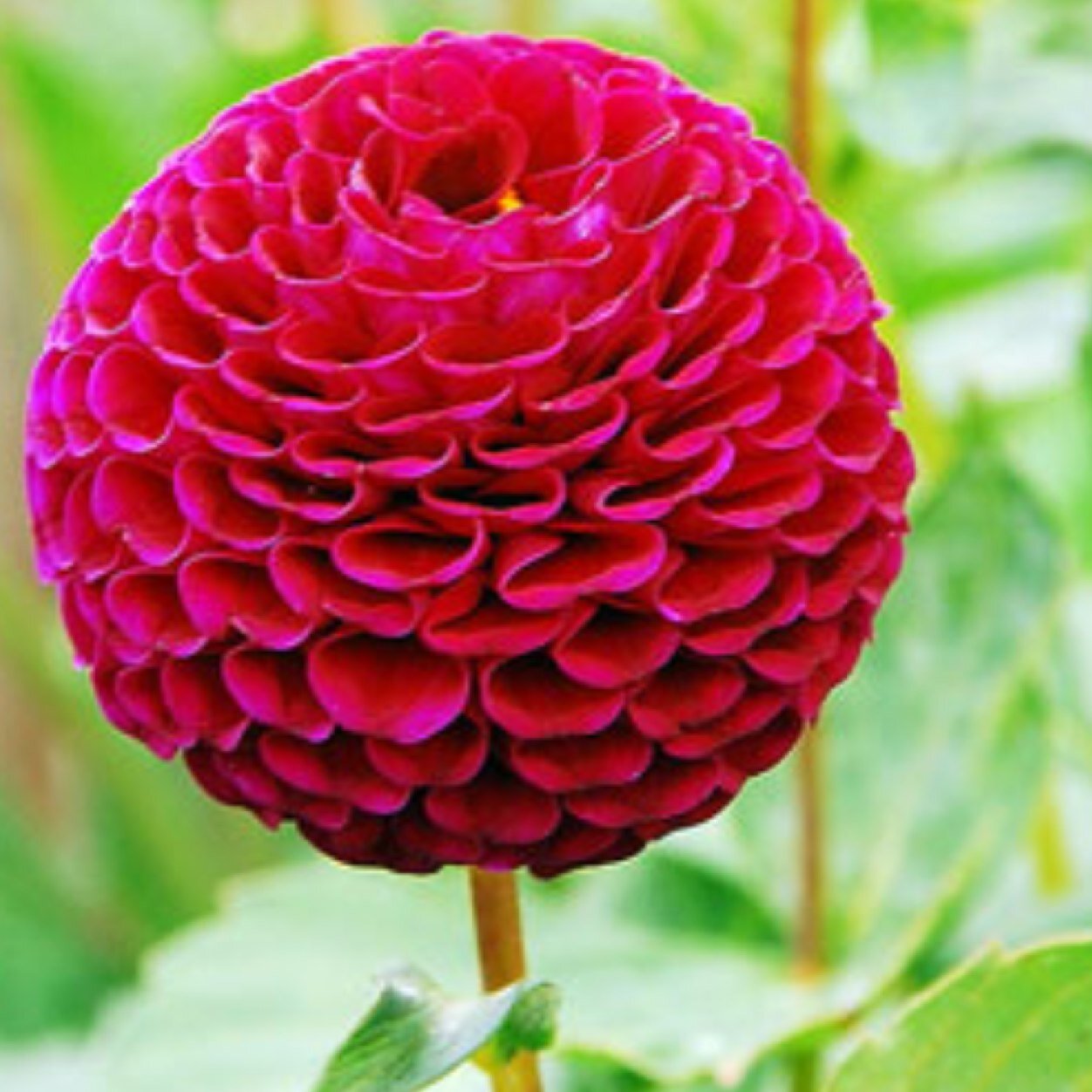 cathstone1's profile picture. 