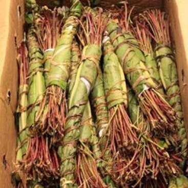 We got fresh bundles of khat for sale. We import khat directly from Kenya, and post to our customers on the exact same day that it arrives in the UK.