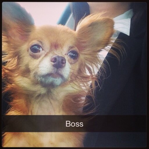 I am a long-hairred PRINCESS Chihuahua. I enjoy begging for people food, spinning in circles and loving my momma @KaylaMarie921 #WoofWoof