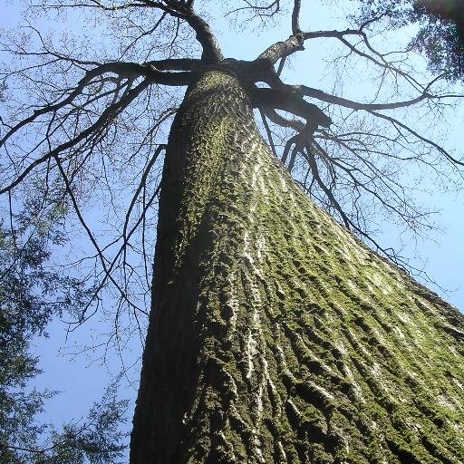 Love trees, family, and my bass guitar