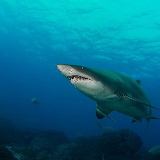 Live to Dive !!