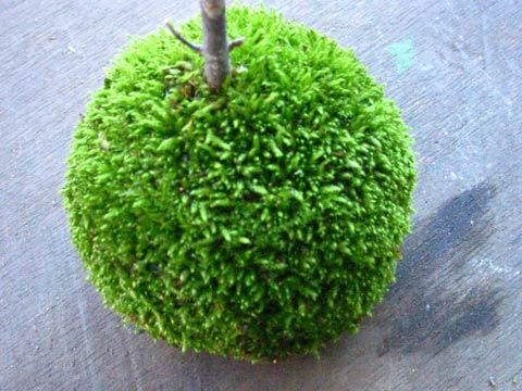 kokemoss's profile picture. 