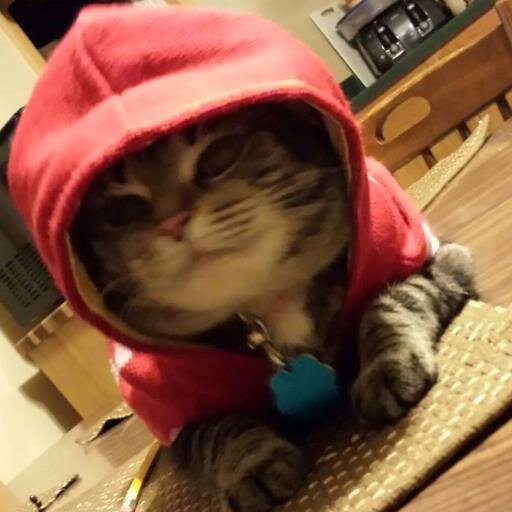 Animal lover, Cats, Computers, Reading, Music, Editor, thirst for knowledge.