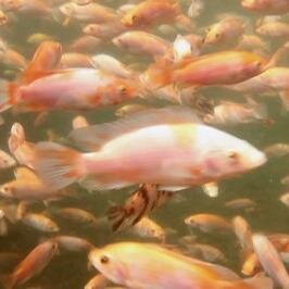 305trees's profile picture. 