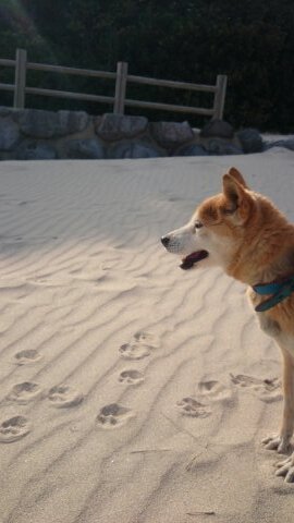 trasparente22's profile picture. 大阪