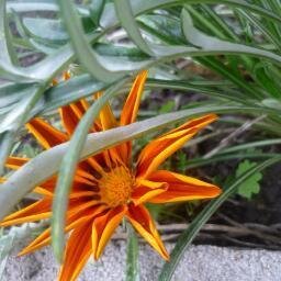 Maestra de Educación Primaria Pública en Soriano - URUGUAY. Jubilada!!! desde  11/02/28. Le gusta la jardinería.  Es fanática de la Selección Celeste.