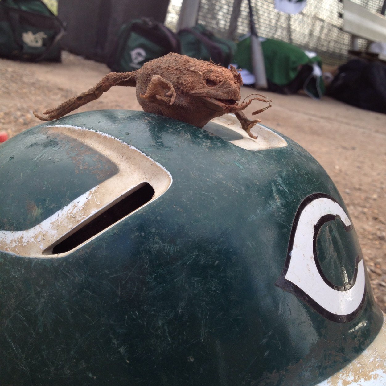 Lenny the frog • just a young frog with a tongue and a dream• kings do king things • trust no thot• on the road to riches • A1⃣ since day 1⃣