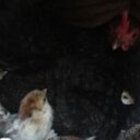 Bridget Decker - @GentooPenguin87 - Twitter