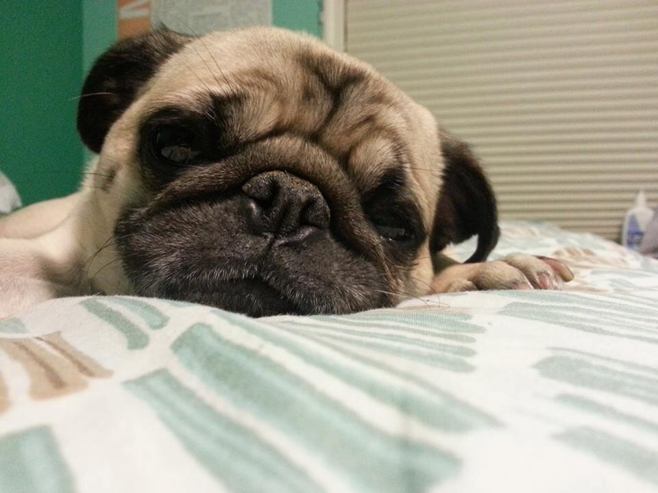 pug b booda b pug boodaboyisapug pug b booda b pug boodaboyisapug