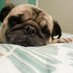 Booda B Pug (@boodaboyisapug) Twitter profile photo
