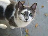 Meow..