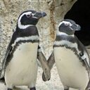 Marty Ackerman - @ackerman_marty - Twitter