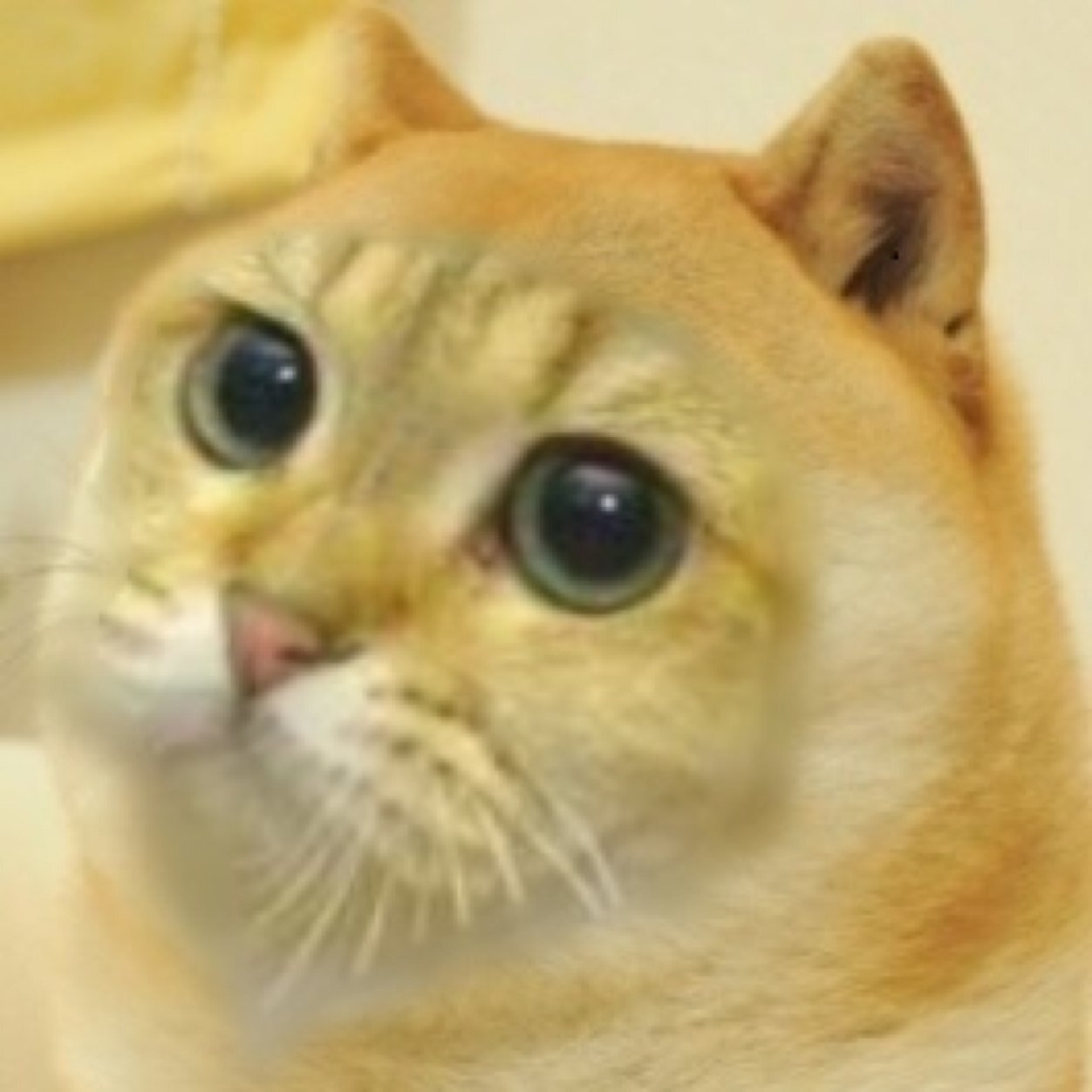 doge cat :3 on Twitter: 