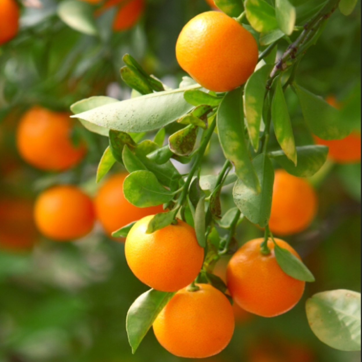 Clementine4ever's profile picture. 