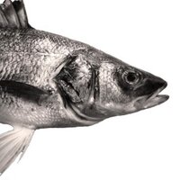 Better Know a Fish! (@betterknowafish) 's Twitter Profile