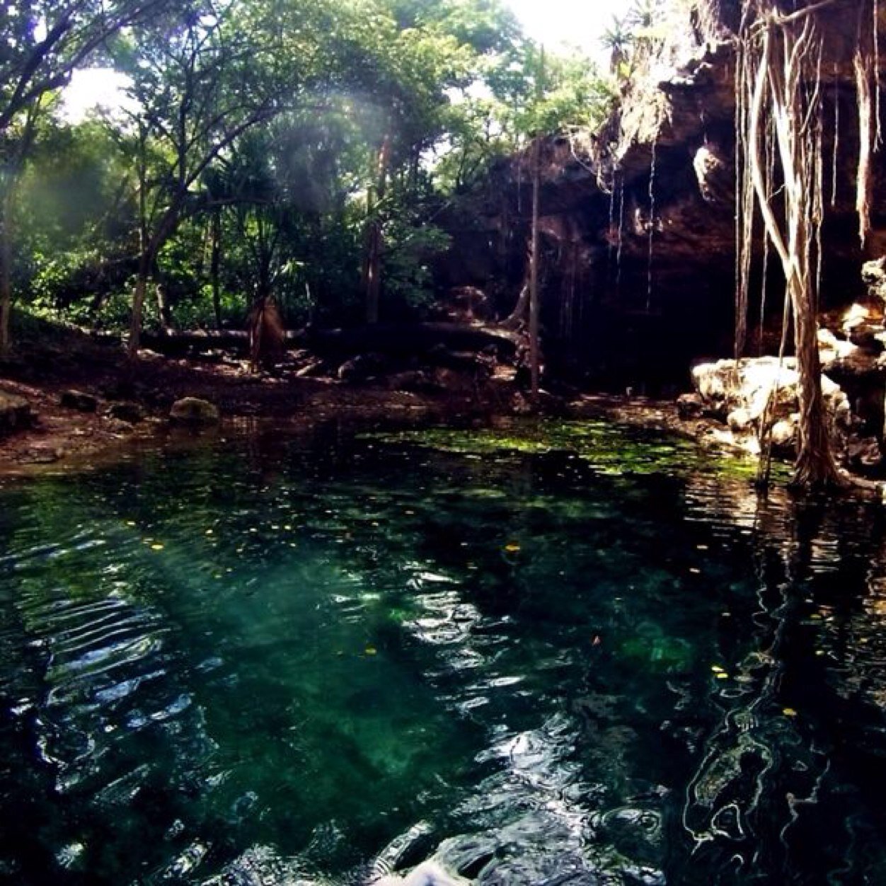 Desde yucatan #viajeroeme es para admirar la naturaleza que nos rodea en nuestro estado y pais!, instagram @viajeroeme mandanos tu foto a viajeroeme@outlook.com