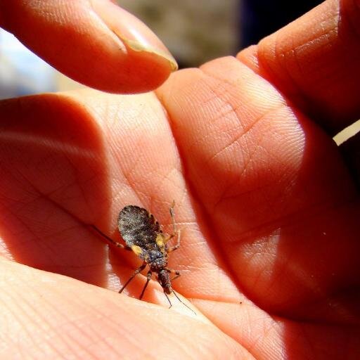 Promoviendo prevención, reconocimiento y reparación de la omisión a través de vigilancia médica y la investigación sostenibles. Fundadores de FINDECHAGAS.