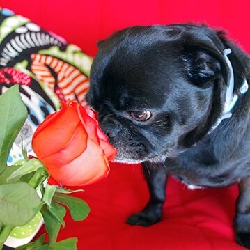 posypug's profile picture. 