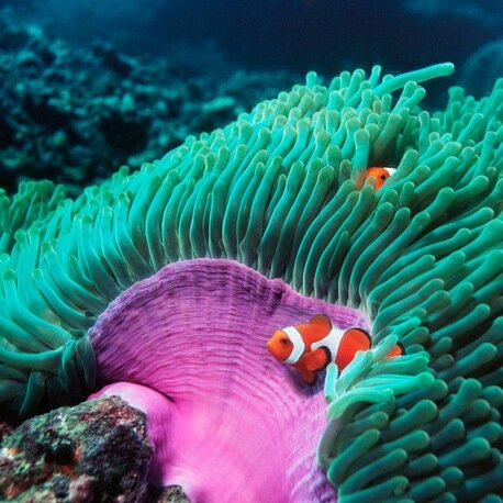 Beaches Marine Fish and Coral run by Gennaro Vescio & Melissa Walek.