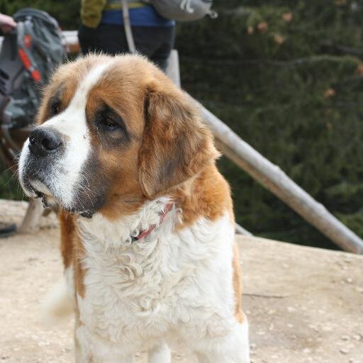 noru's profile picture. Crede ca viata-i mai faina la Brasov