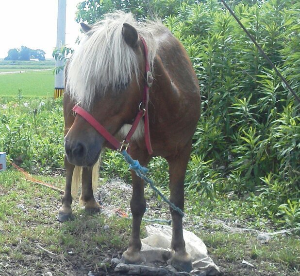 norimk717's profile picture. vtuberさん達を巡回中