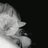 Mariaan_cm's profile image