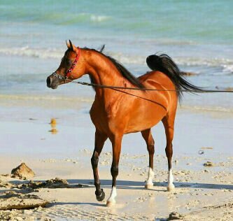 مـنـهو غـير الله يعين و منهو غير الله لـنـآ ♡
