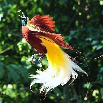 barabeku's profile picture. 