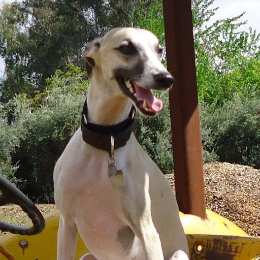 We are Hobbes and Bella the Whippets born in Oct. 2012. We're living the good life Whippet style!