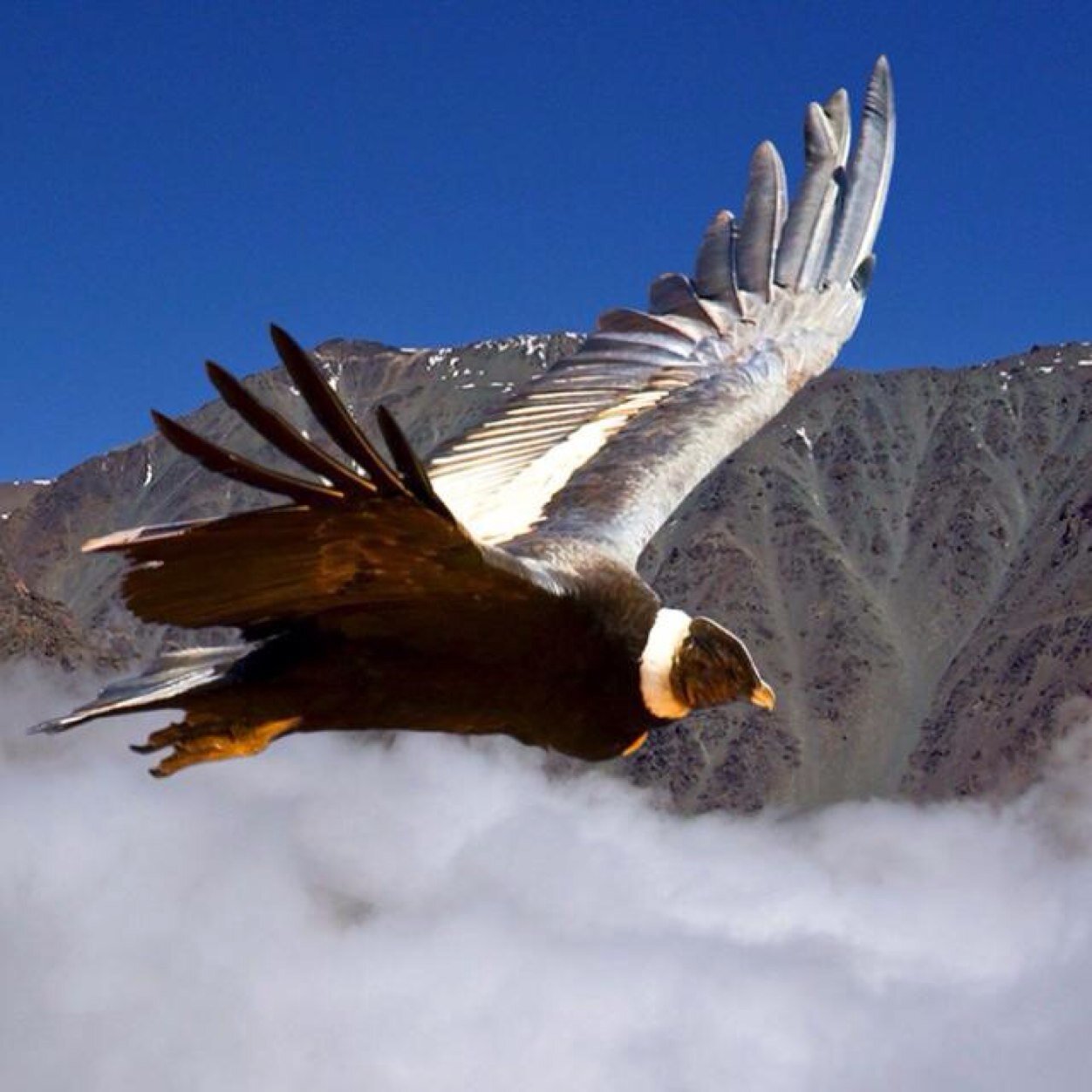 VicaheCastro's profile picture. 