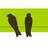 BeterScheiden's profile image