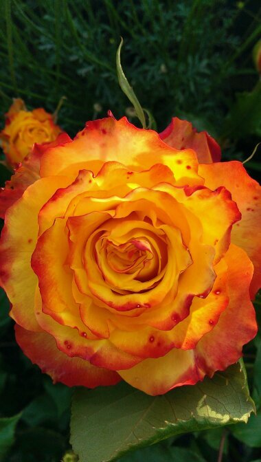 chuci1's profile picture. 