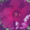 Thalia Mayo - @mayowya917 - Twitter