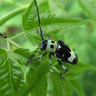 ふぁんふぁん 妖精かと思った 白い極小の何かが飛んる様な気がしたから 取り敢えずシャッターを押しておいた 大きくして見ると えっ 妖精 もしかしたら カイガラムシのオスの成虫ではないかとのことです Http T Co Ysygmfy8un ふぁんふぁん 妖精かと思った 白い極小の何かが飛んる様な気がしたから 取り敢えずシャッターを押しておいた 大きくして見ると えっ 妖精 もしかしたら カイガラムシのオスの成虫ではないかとのことです Http T Co Ysygmfy8un