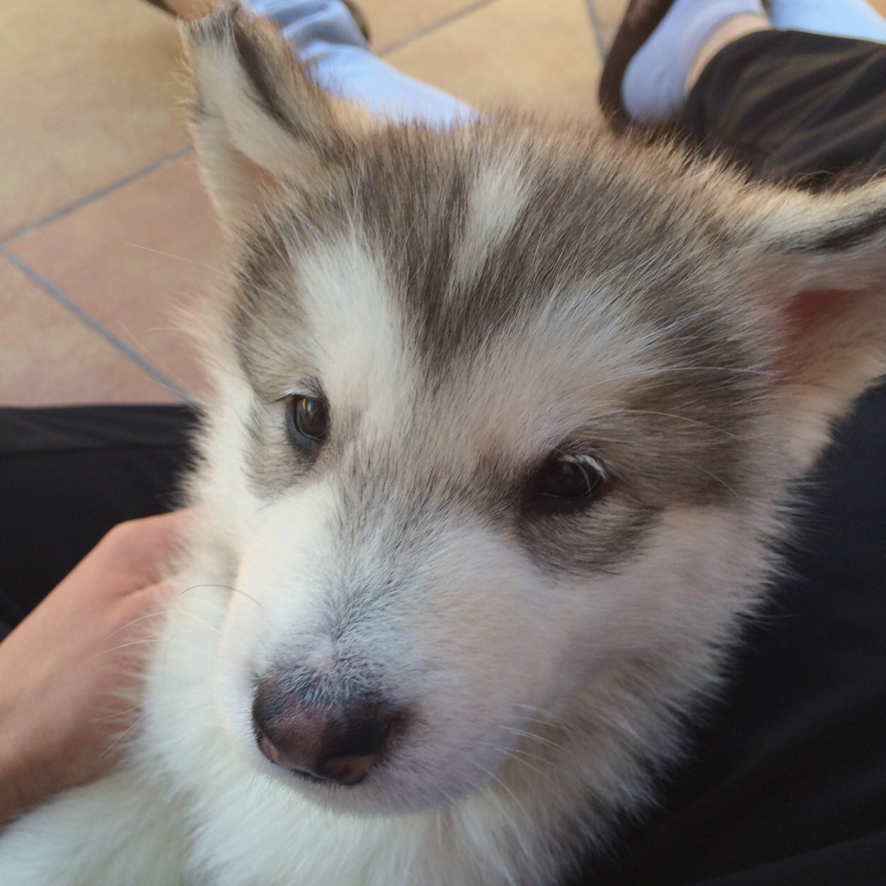 JuanCarlos26199's profile picture. mi pasion las motos 26  /  93 . sin sacrificio no hay recompensa