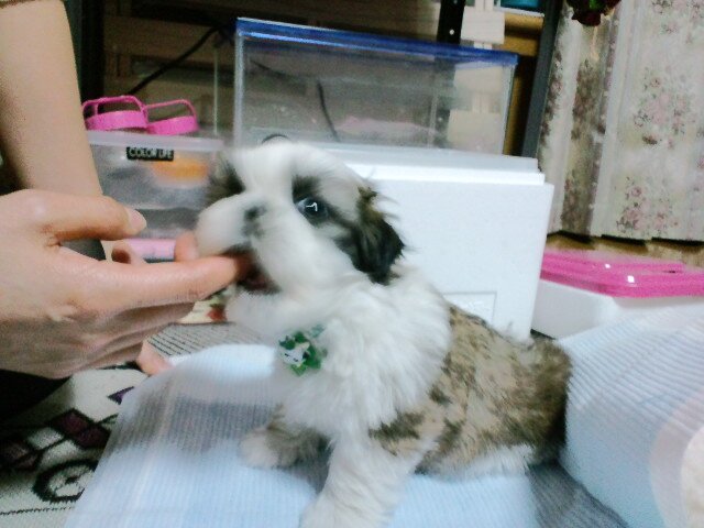 色んなとこで勉強中 目標は新規就農🐄💕
ラブラドールみたいな人になりたい🐶 🇬🇧🇮🇪🇫🇮🇮🇸🇪🇸🇫🇷🇱🇺🇧🇪🇳🇱🇩🇪🇮🇹🇻🇦🇦🇹🇸🇮🇧🇦🇭🇷🇨🇦🇺🇸🇲🇽🇧🇼🇿🇼🇲🇳🇳🇿🇦🇺🇮🇳🇰🇷
